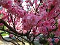 Peach blossom ornamental